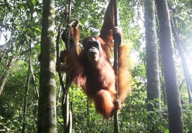 Spot majestic wildlife in their ancient jungle home.