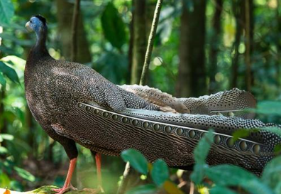 Spot majestic wildlife in their ancient jungle home.