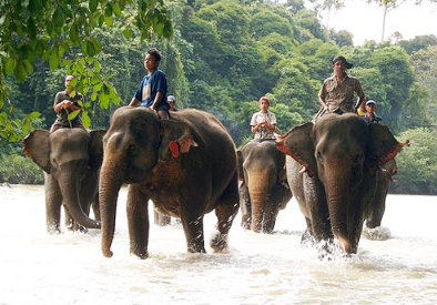4D3N Leuser National Park trekking price