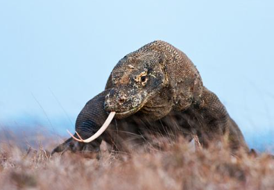 Wae Rebo Village - Komodo Tour Package 6 Days 5 Nights