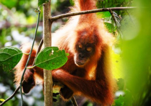 Wild Orangutan - 6D5N Leuser National Park trekking price inclusion