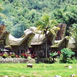 book-toraja-culture-and-nature-tour-5d4n