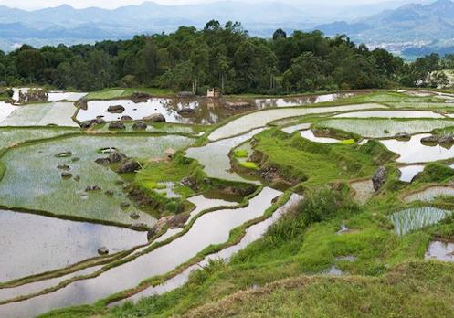 rafting experience or a traditional Tongkonan house