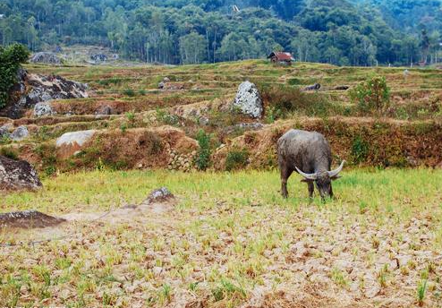 rafting experience or a traditional Tongkonan house