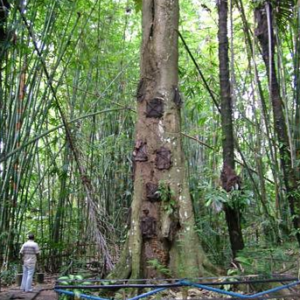 Book Toraja Tour Package 5 Days 4 Nights