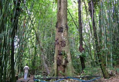 Book Toraja Tour Package 5 Days 4 Nights